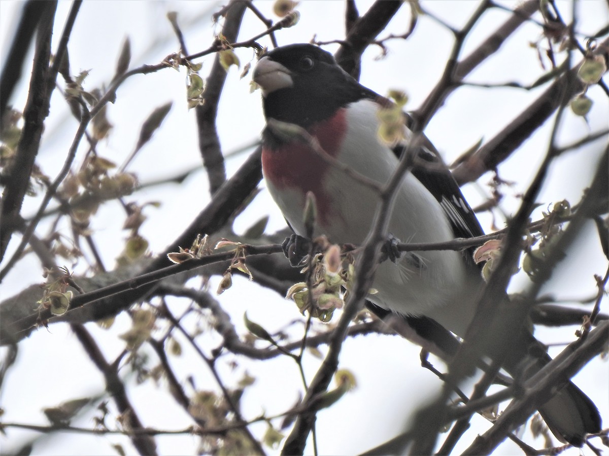 Rose-breasted Grosbeak - ML443659401