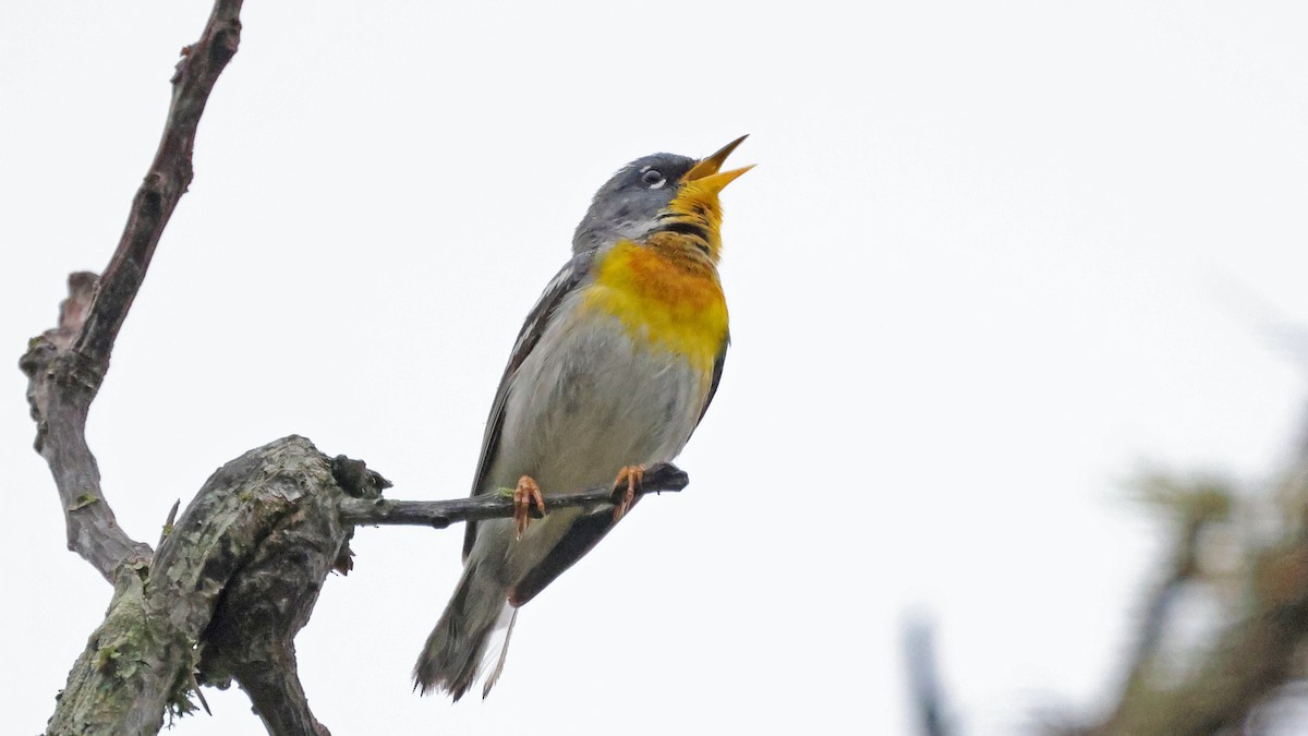 Northern Parula - ML443660061