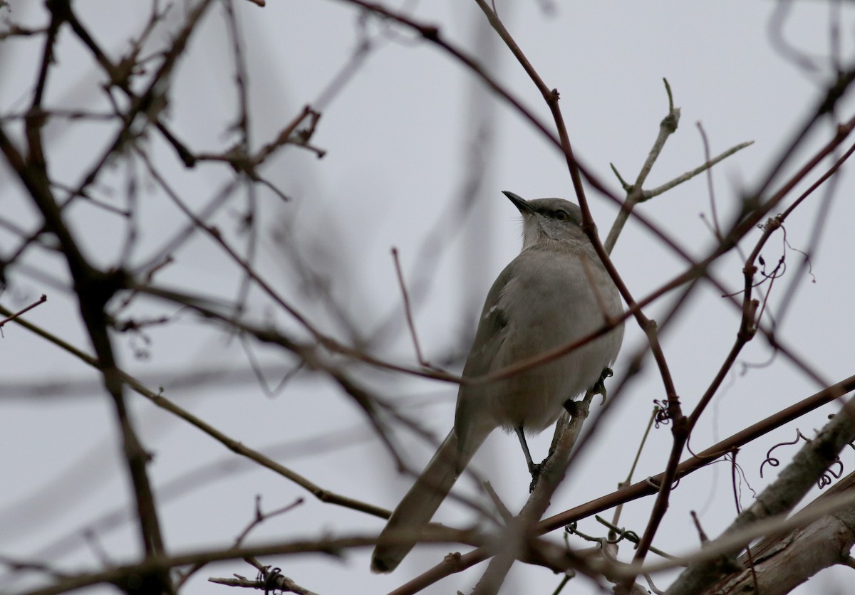 Northern Mockingbird - ML44366171