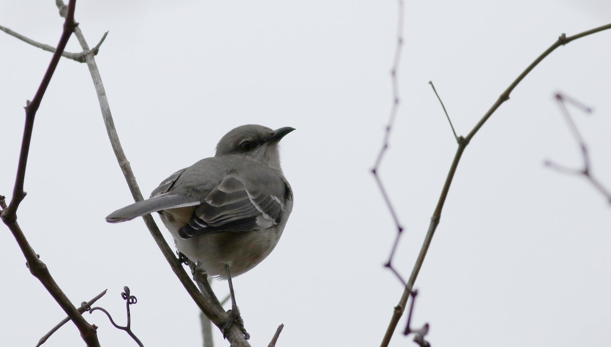 Northern Mockingbird - Jay McGowan