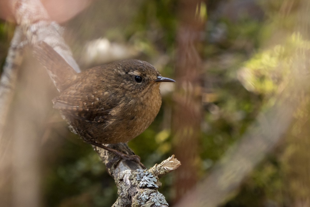 Pacific Wren - Joshua Covill