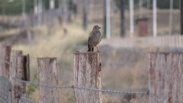 Great Shrike-Tyrant - ML443663531