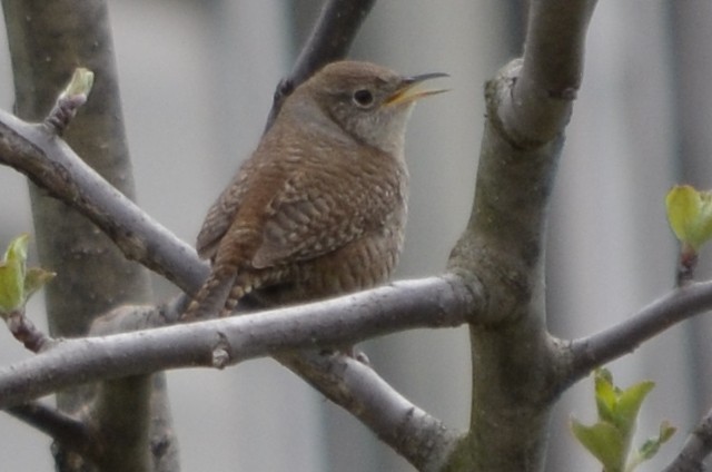 House Wren - ML443663891