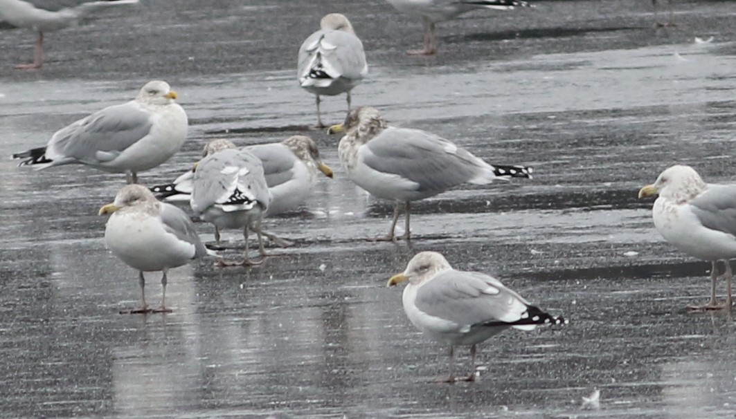 Herring Gull (American) - ML44366491