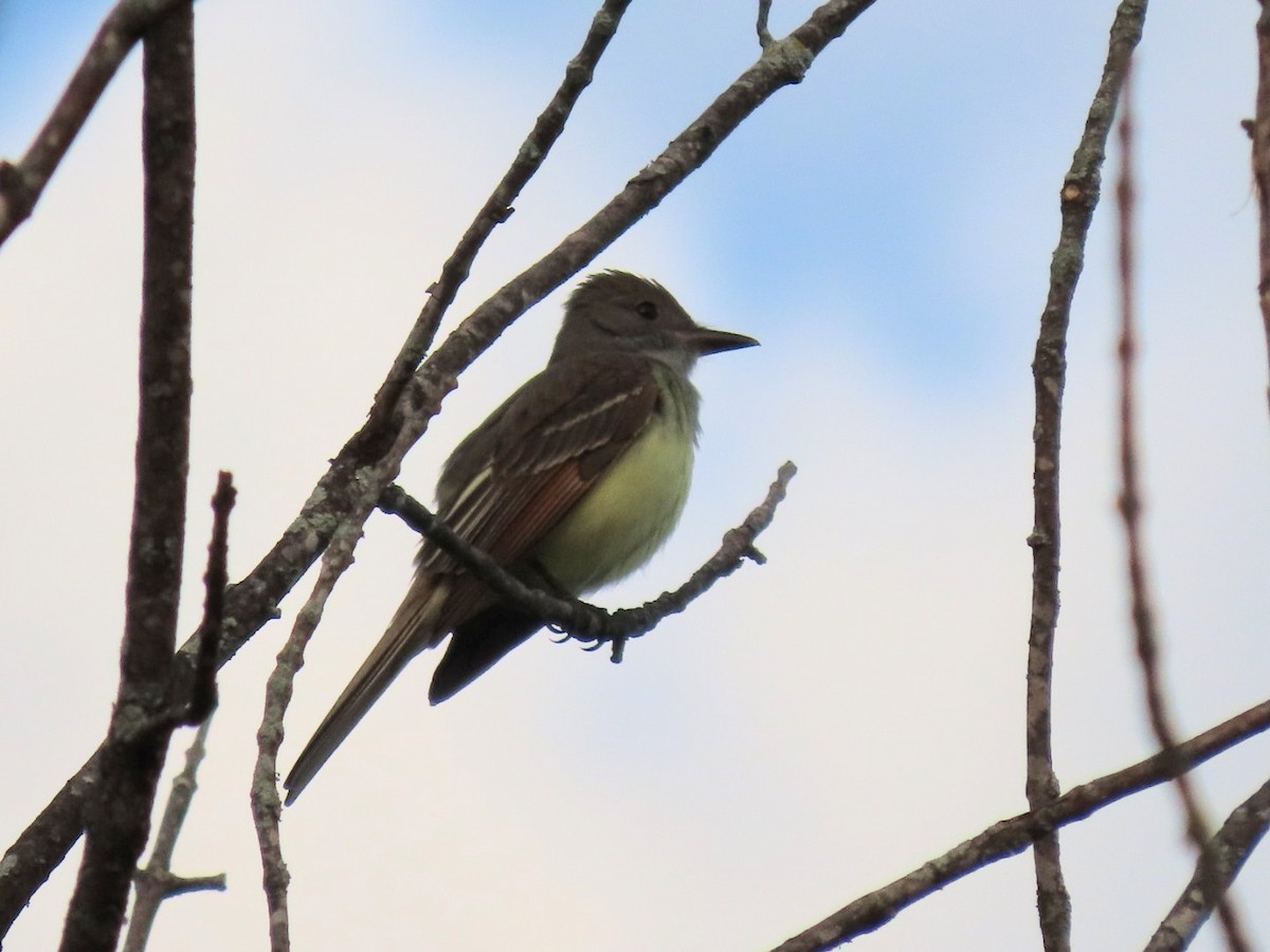 Great Crested Flycatcher - Elizabeth Vaiana