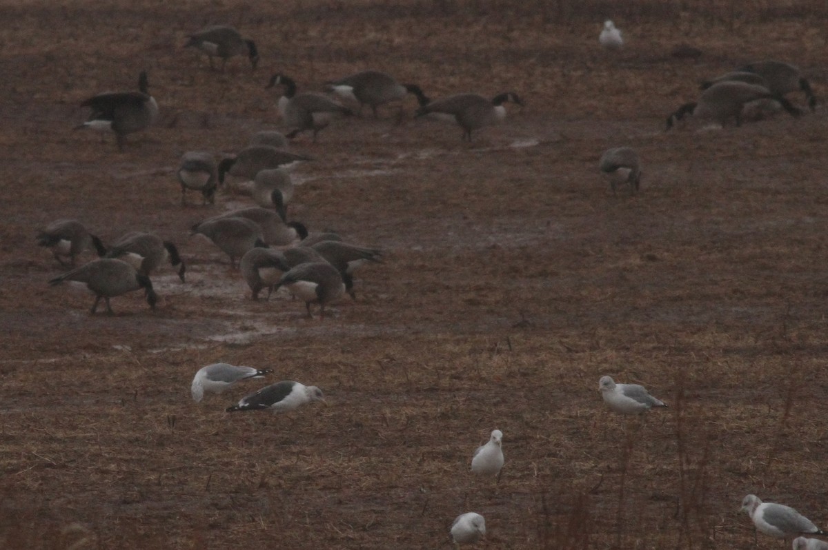 Lesser Black-backed Gull - ML44366701