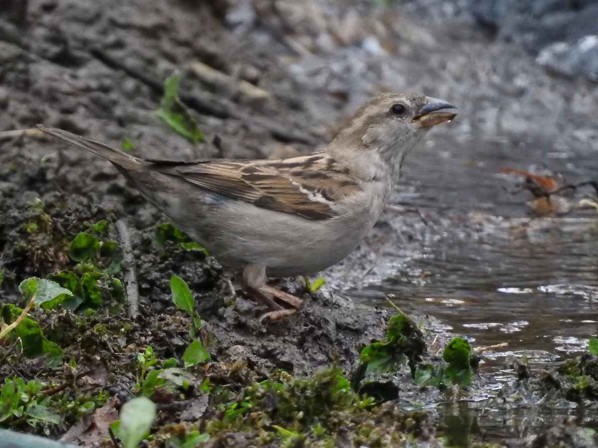 Moineau domestique - ML443667341