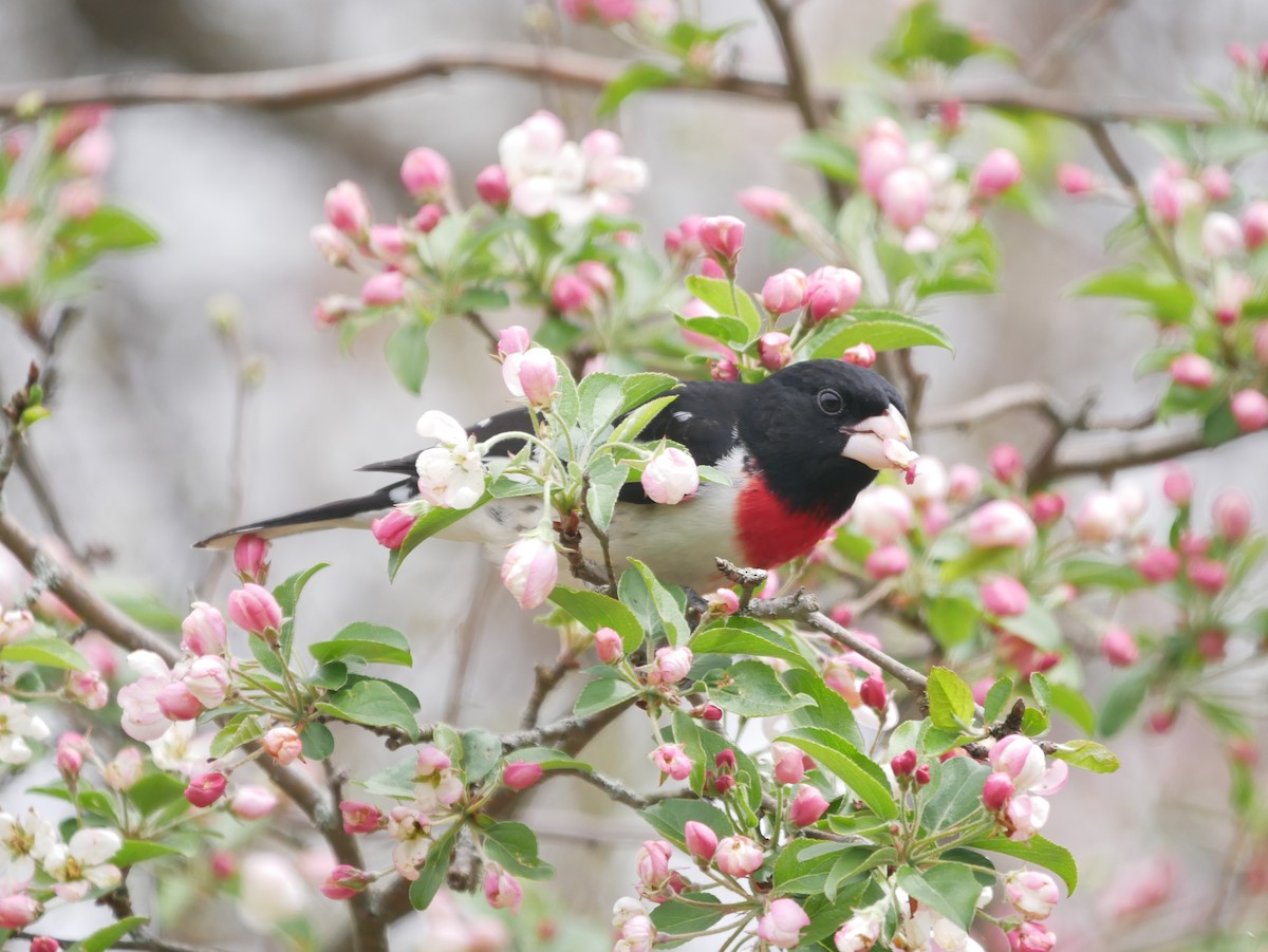 Rose-breasted Grosbeak - Reade Everett
