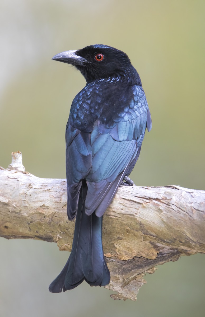 Spangled Drongo - Mark Chappell