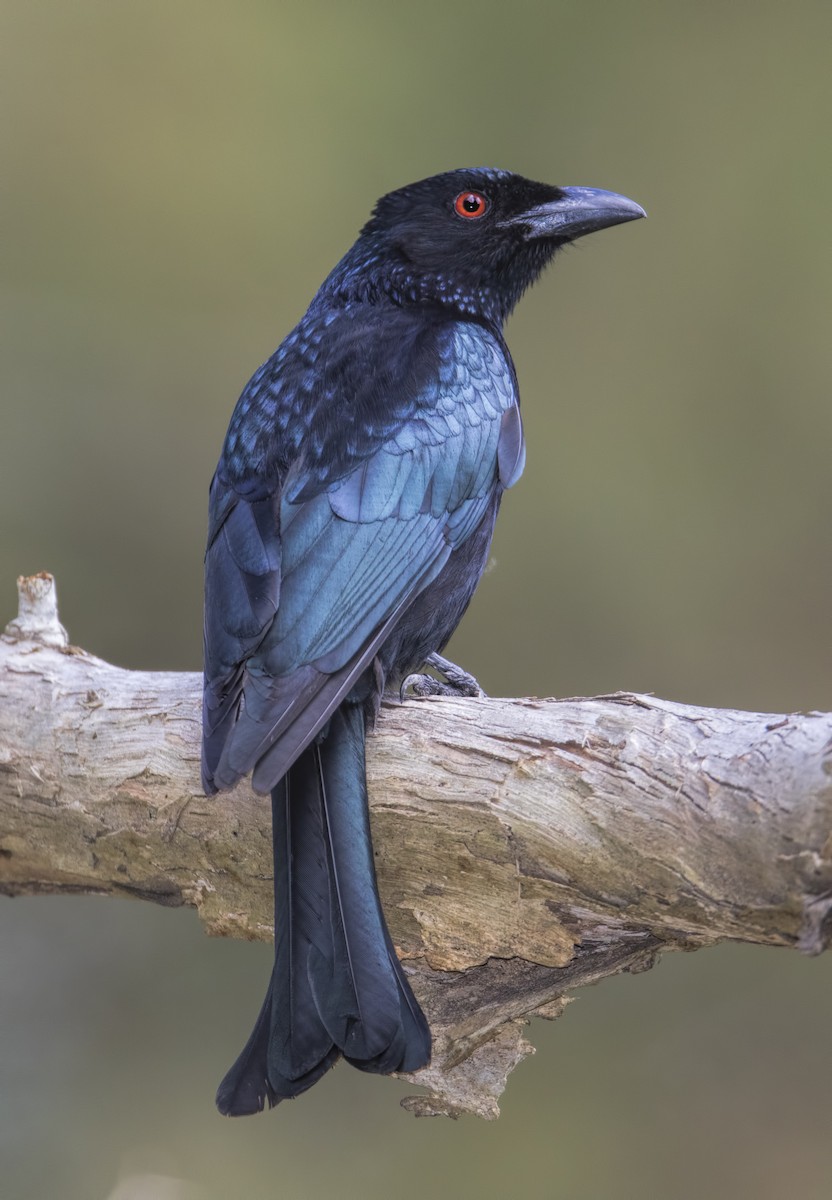 Spangled Drongo - Mark Chappell