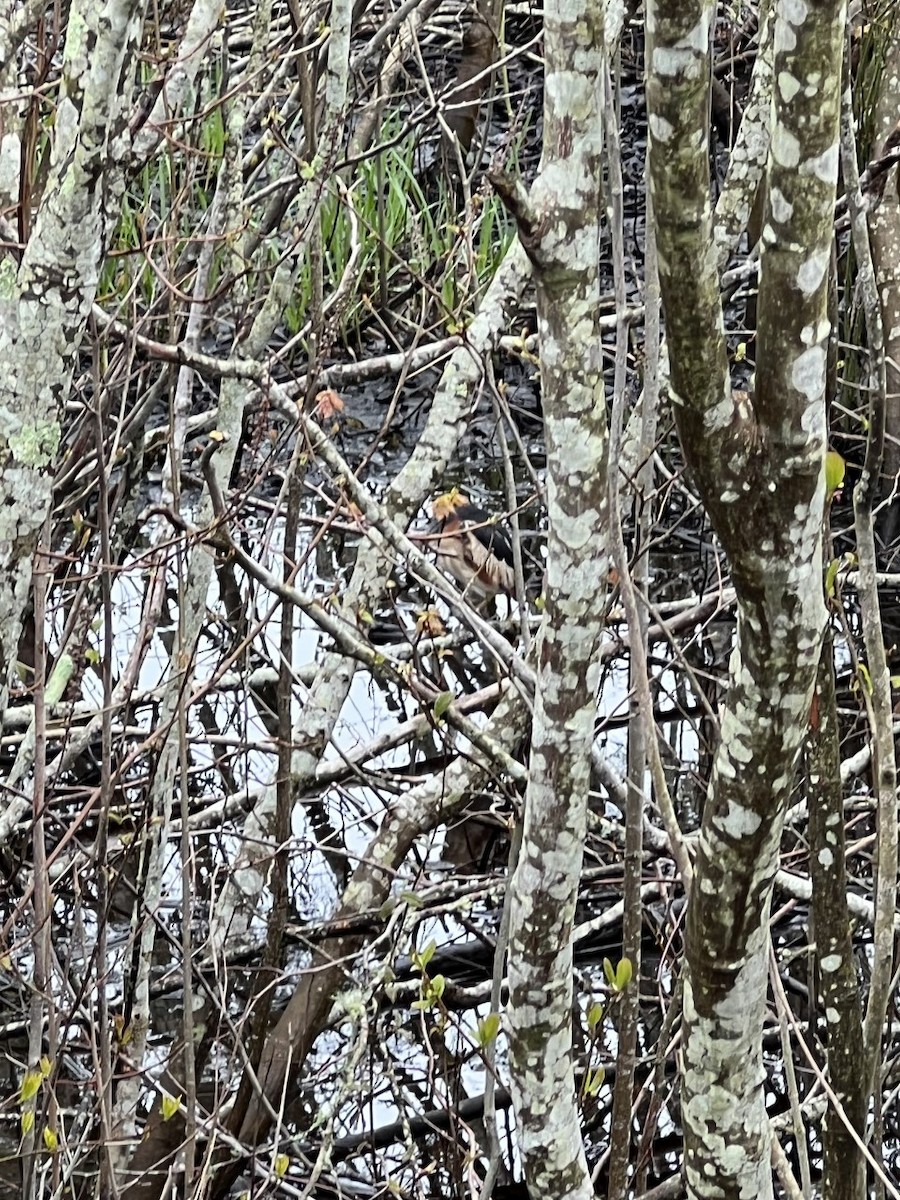 Least Bittern - ML443671841