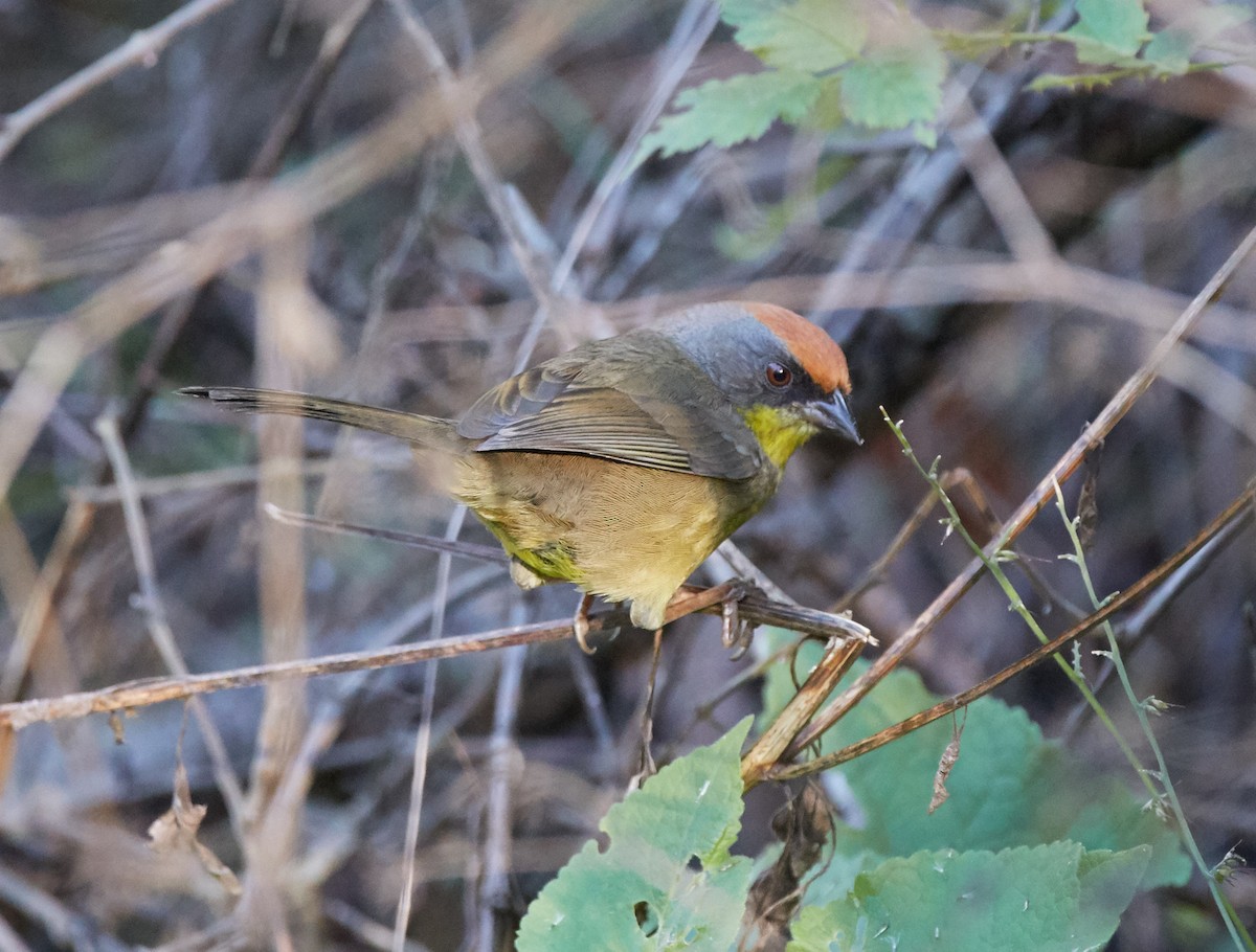 Rufous-capped Brushfinch - Michael Muchmore