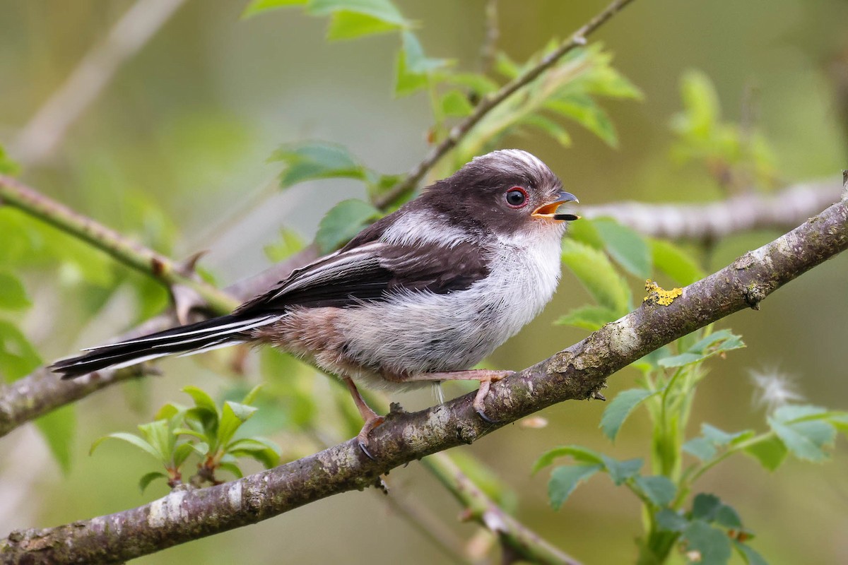 Long-tailed Tit - Ged Tranter