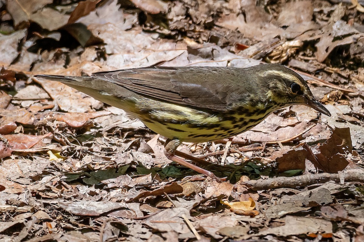 Northern Waterthrush - ML443678171