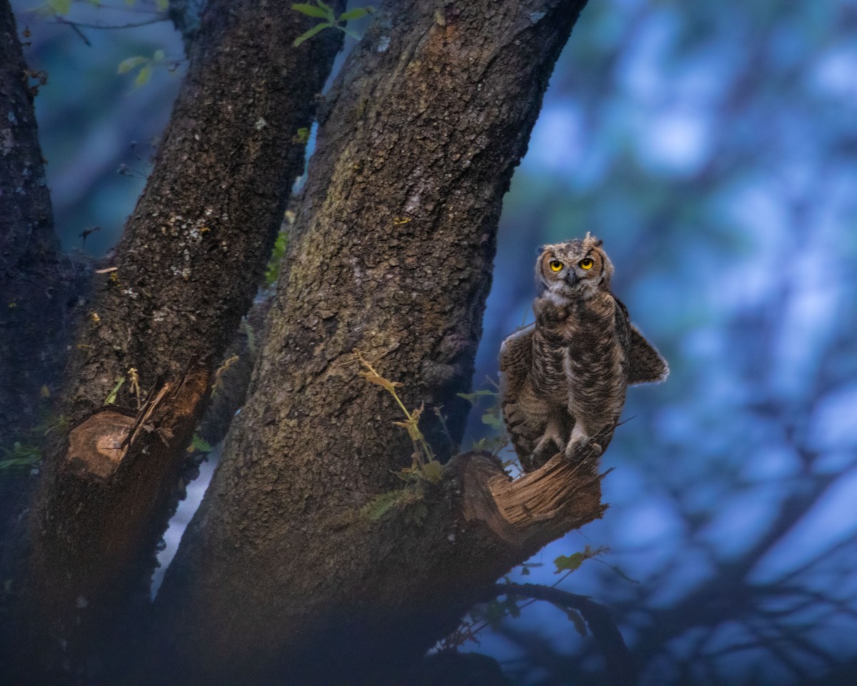 Great Horned Owl - ML443679421