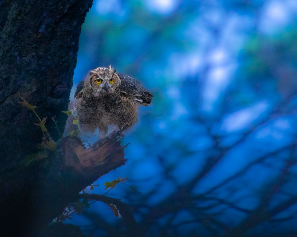 Great Horned Owl - ML443679511