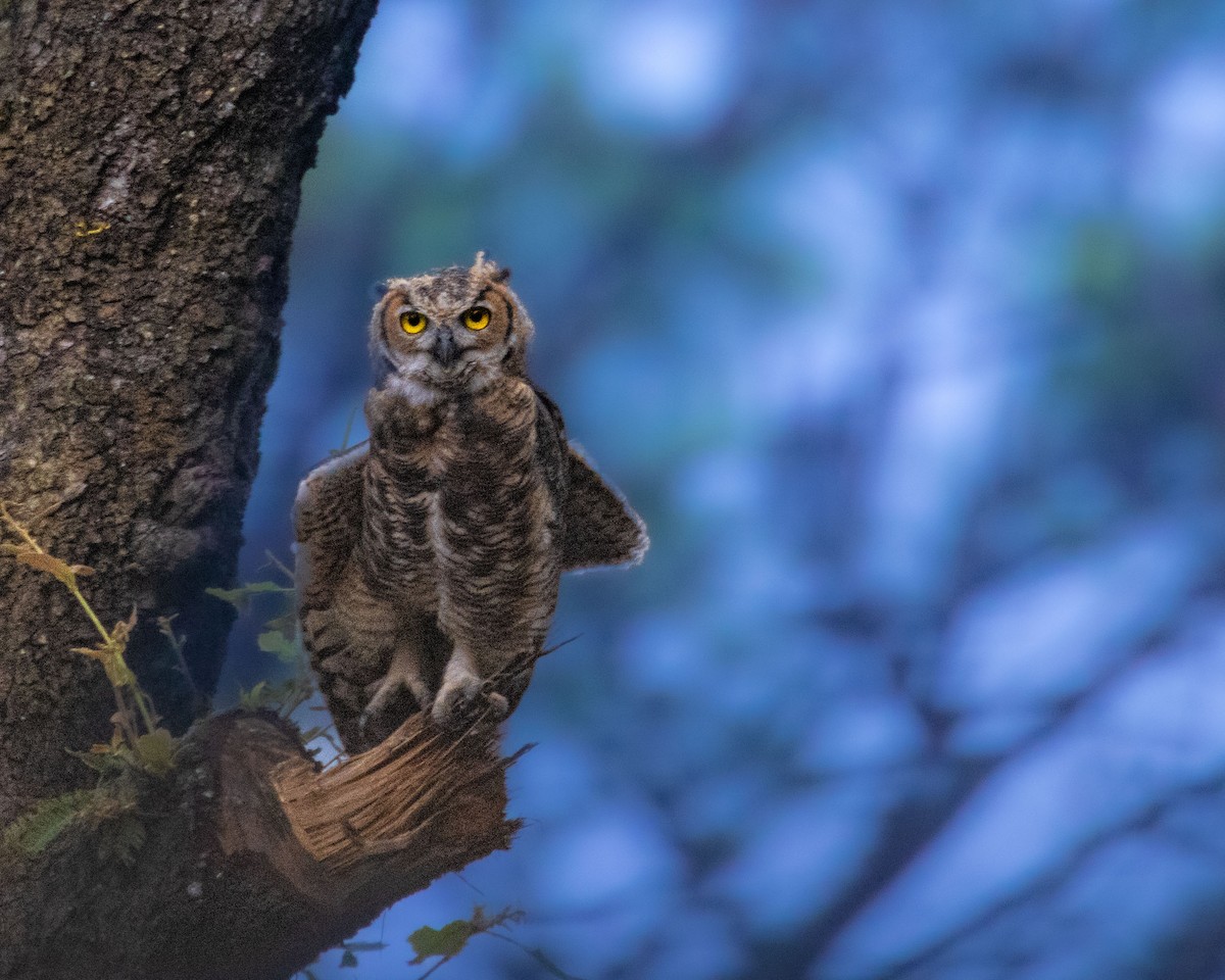 Great Horned Owl - ML443679521