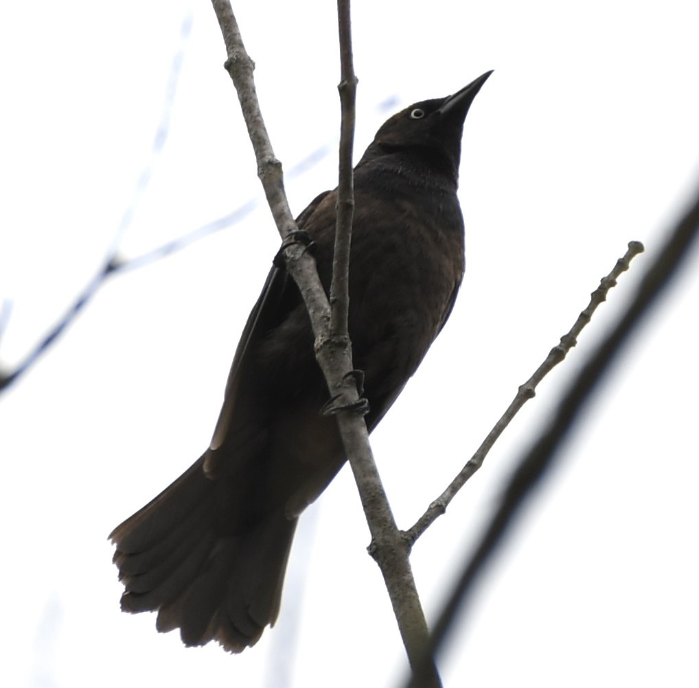 Rusty Blackbird - ML443681131