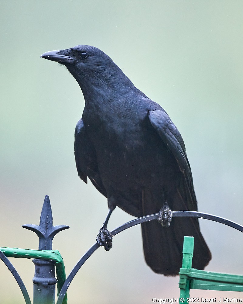 American Crow - ML443682541