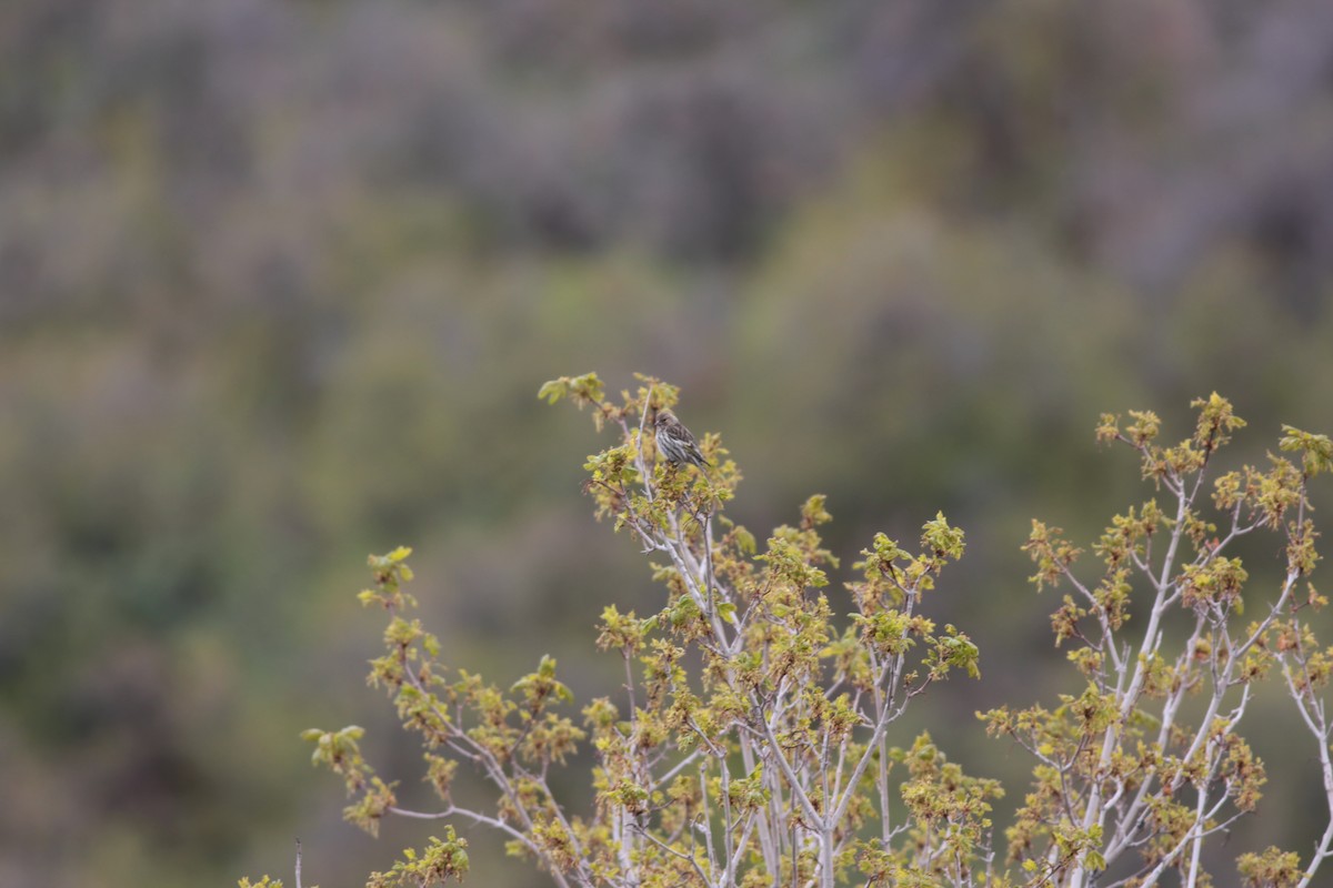 Pine Siskin - ML443682961