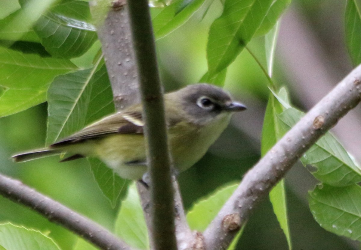 Blue-headed Vireo - ML443683471