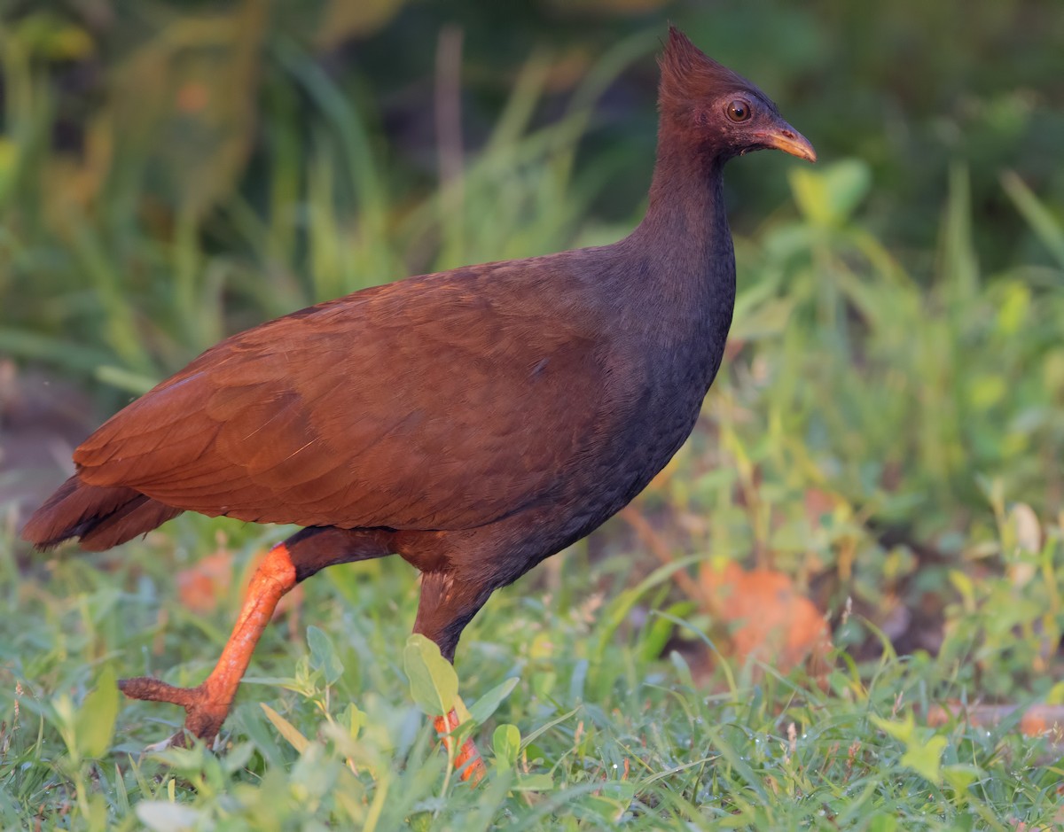 Orange-footed Megapode - ML443684501