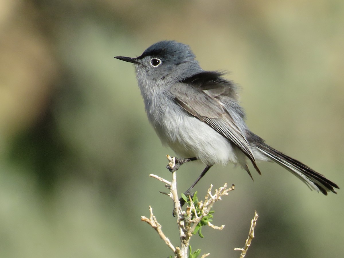 Blue-gray Gnatcatcher - ML443685721