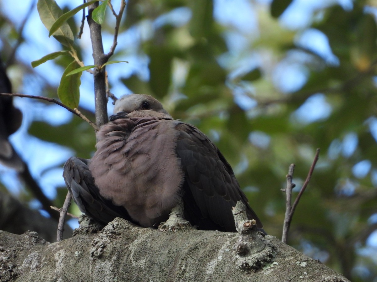 Red-eyed Dove - Jeanette Frazier