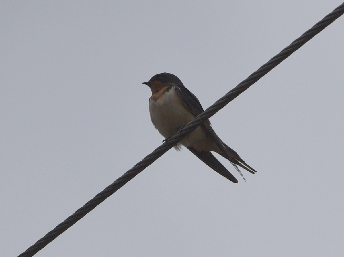 Barn Swallow - ML443686481