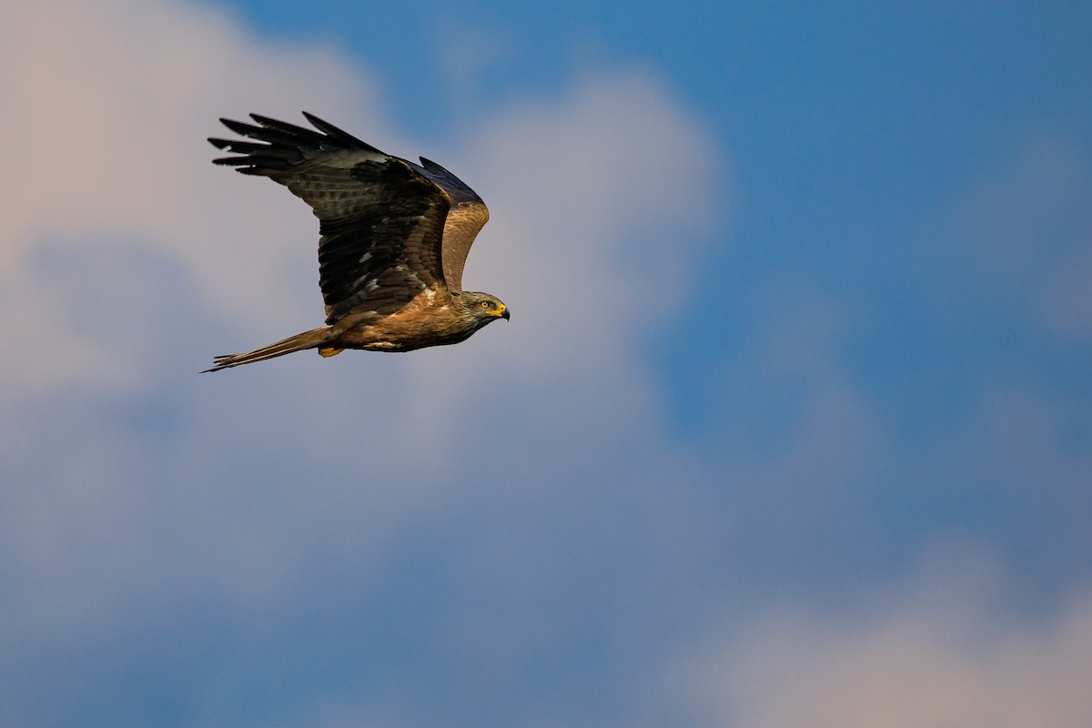 Black Kite - ML443686921