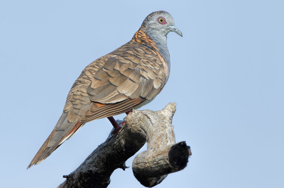 Bar-shouldered Dove - Mark Chappell