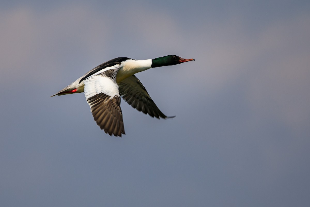 Common Merganser - ML443687711