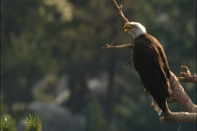 Bald Eagle - ML443688