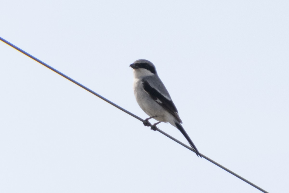 Loggerhead Shrike - ML443688311