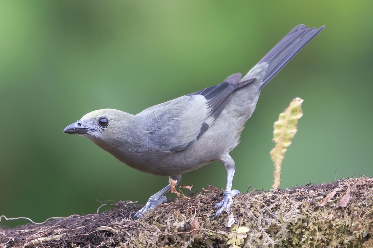 Palm Tanager - ML443688721