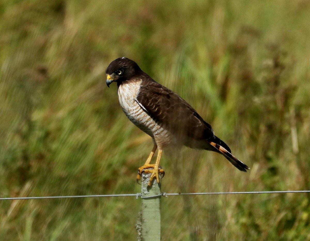 Roadside Hawk - ML443689291