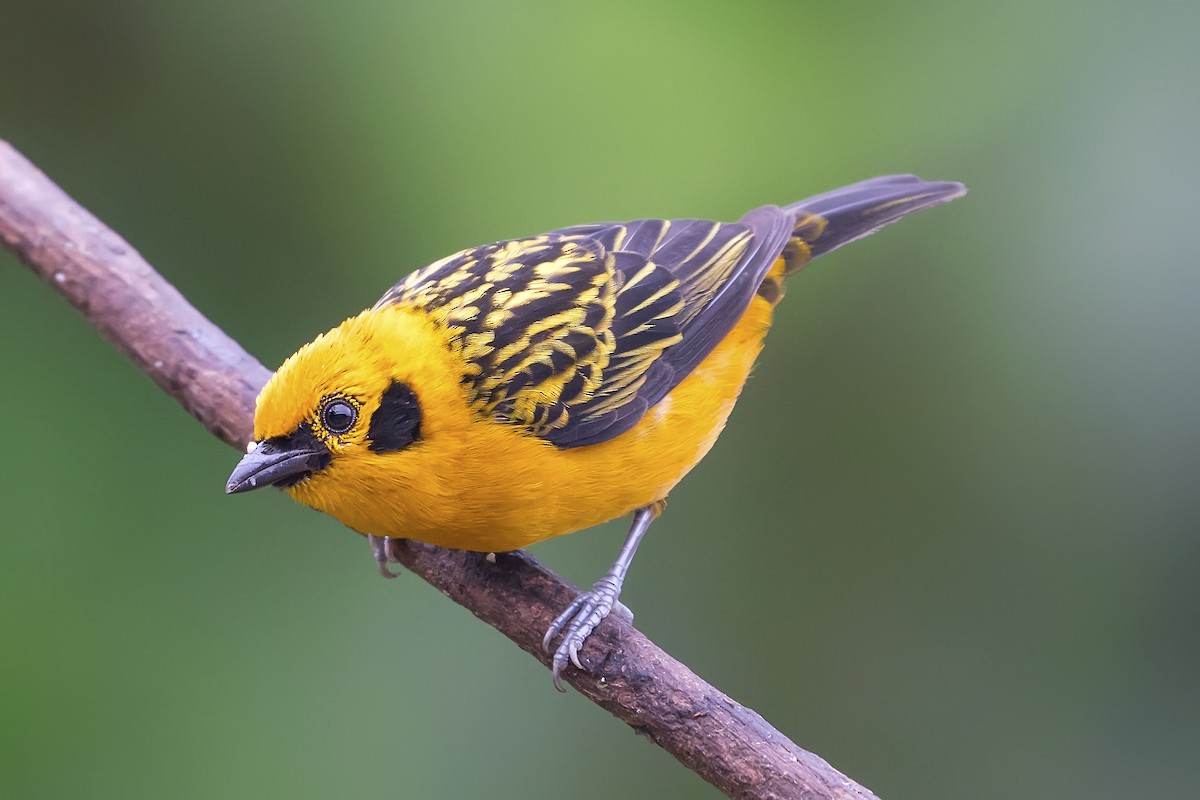 Golden Tanager - ML443689581