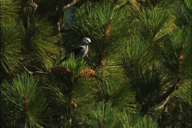 Clark's Nutcracker - ML443690