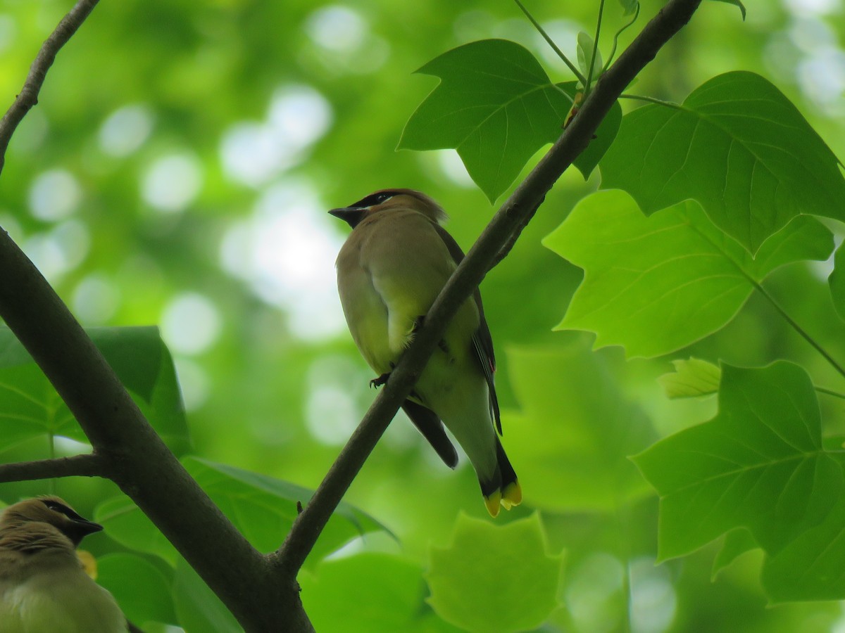 Cedar Waxwing - D Woolverton