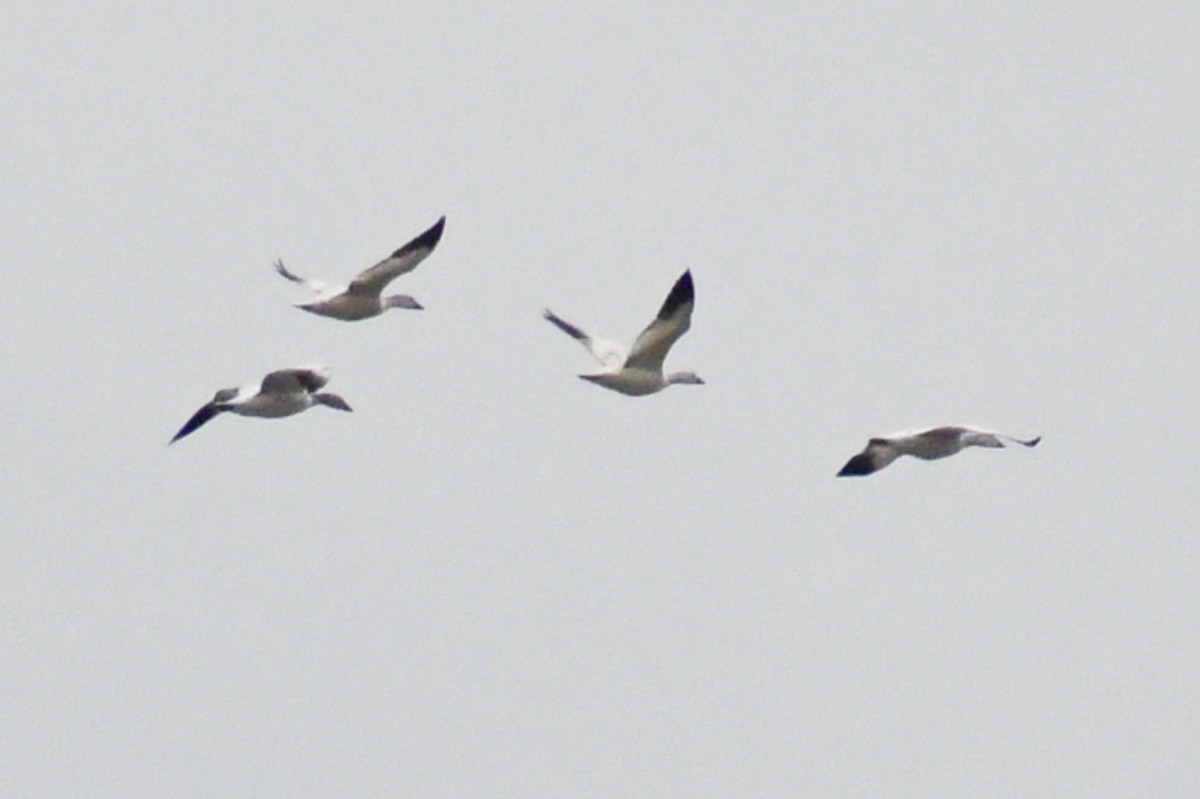 Snow Goose - ML443690901