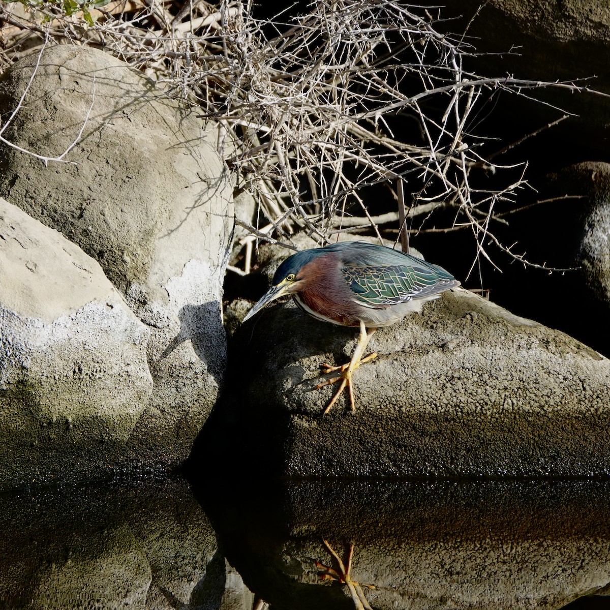 Green Heron - ML443692271