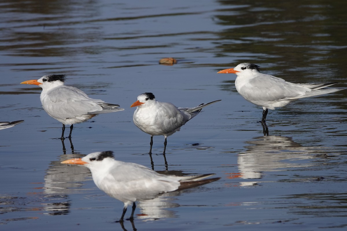 Royal Tern - ML443692371