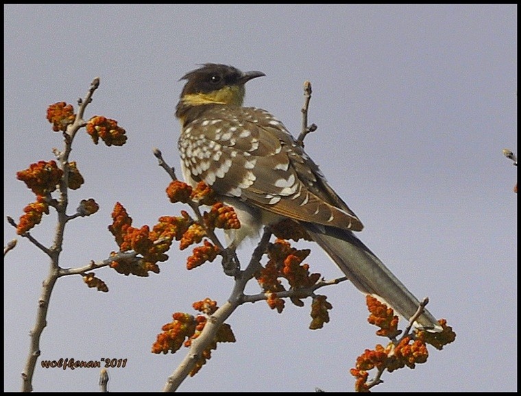 Great Spotted Cuckoo - Süleymankenan ÇÜNGÜR