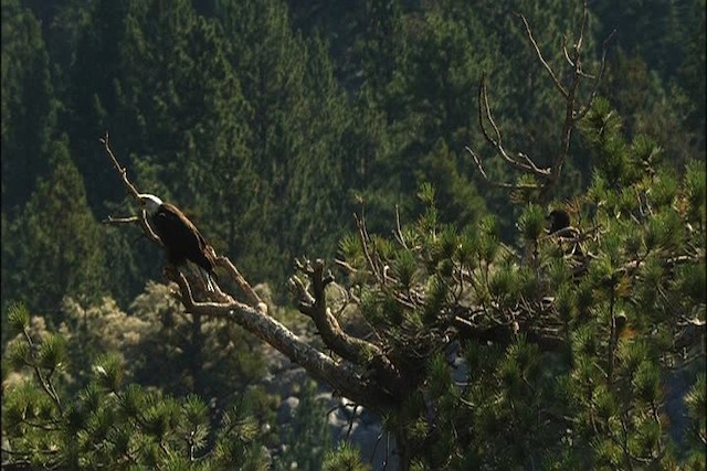 Bald Eagle - ML443695