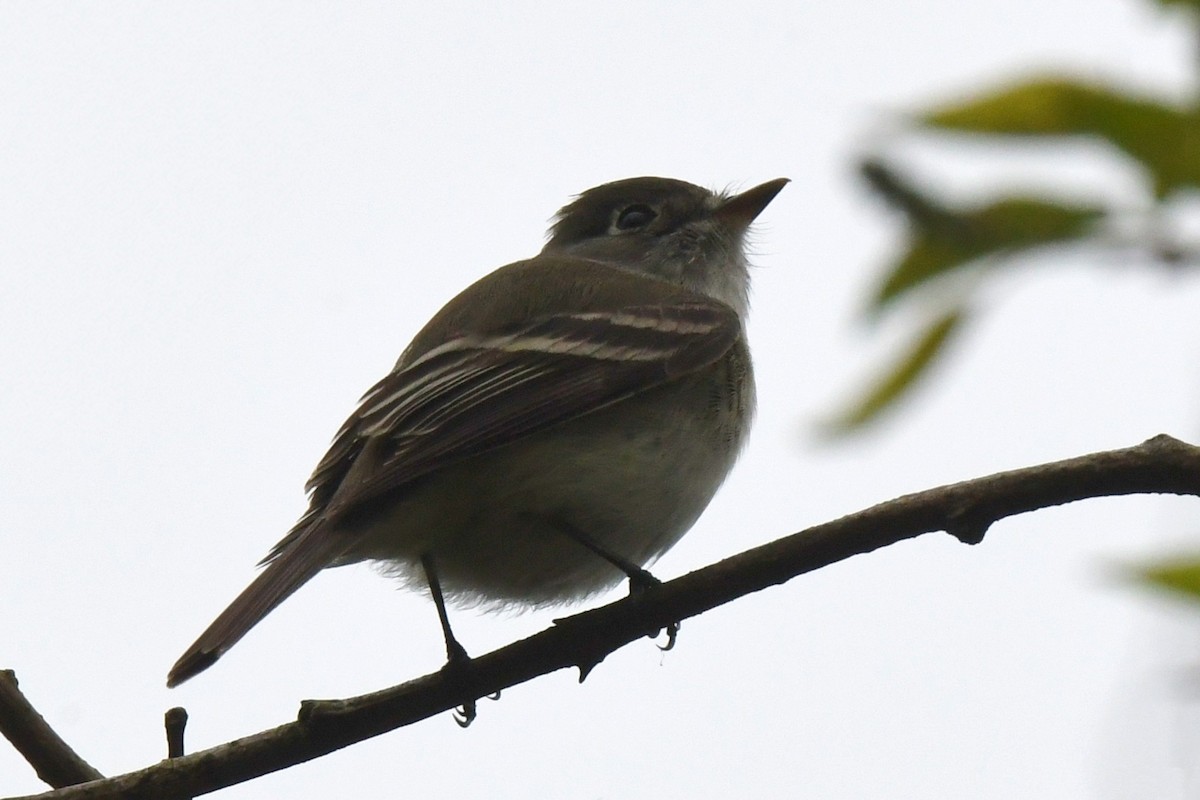 Least Flycatcher - Maha Katnani