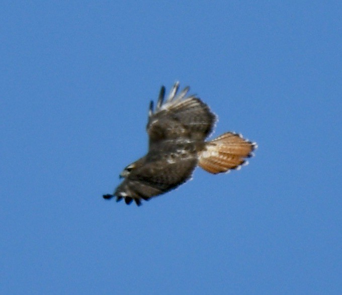 Red-tailed Hawk (abieticola) - ML443697361