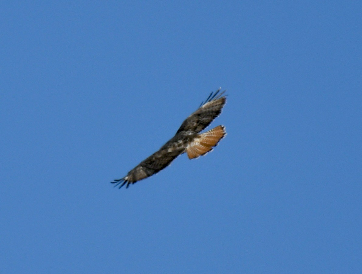 Red-tailed Hawk (abieticola) - ML443697371
