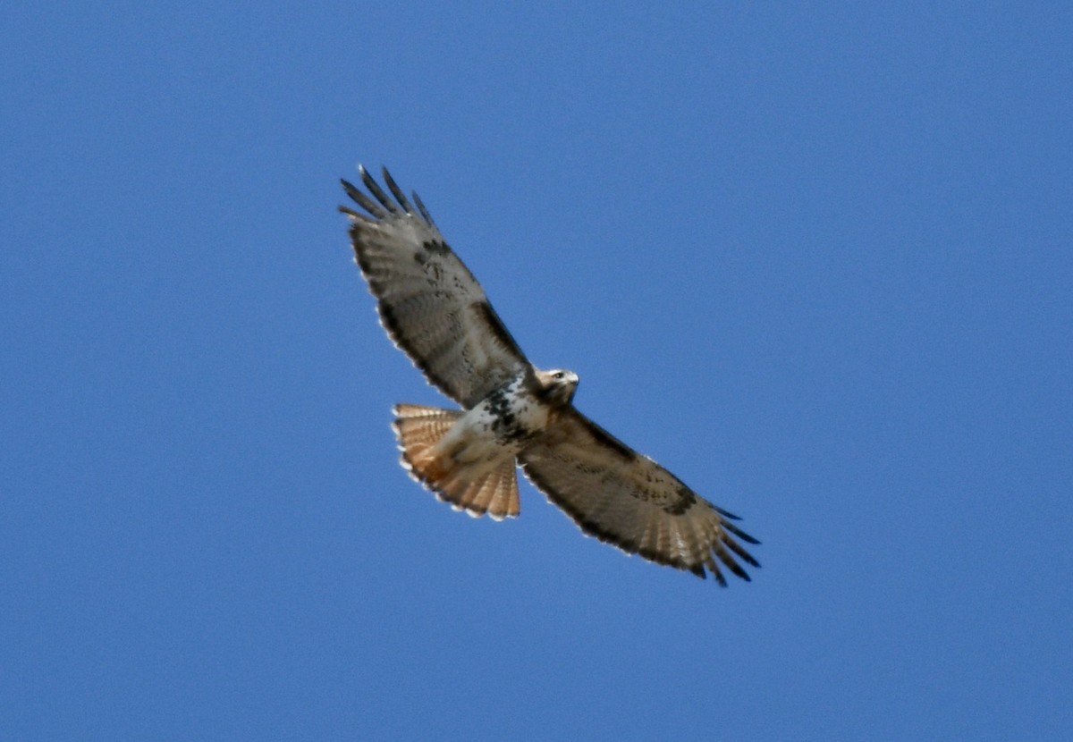 Red-tailed Hawk (abieticola) - ML443697381