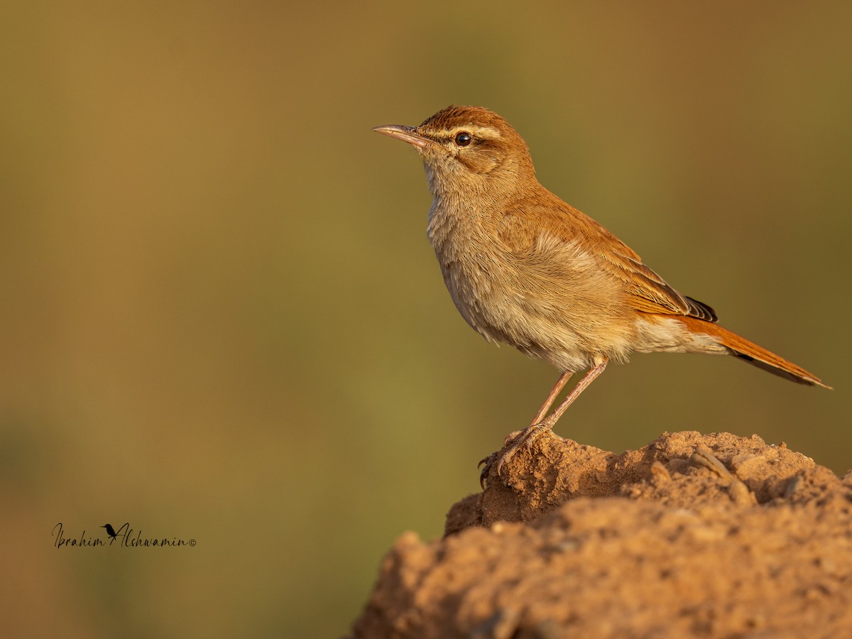 Rufous-tailed Scrub-Robin - Ibrahim Alshwamin