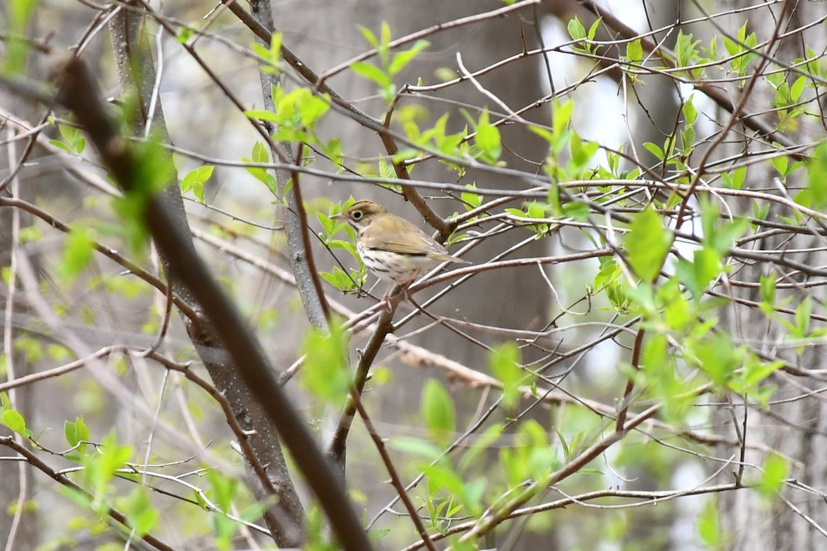 Ovenbird - ML443697861